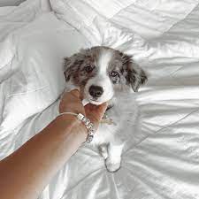 We would like to show you a description here but the site won't allow us. Aussiepupkoda Australian Shepherd Puppy Puppy Cutest Pandora Blue