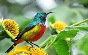 Bird watching in Nyungwe Forest