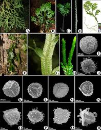 Image result for Selaginella cathedrifolia