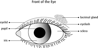 Eye cancer, as the name suggests begins in the eye. What Is Eye Cancer Canadian Cancer Society