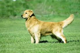 Caring for a dog properly involves much more than just food and water. Golden Retriever Price In India How Much It Cost Petindiaonline Blog