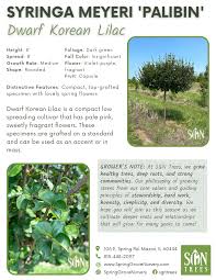 Image result for Syringa meyeri ´Palibin