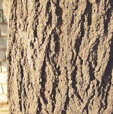 Image result for Acacia nilotica