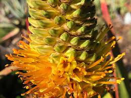 Image result for Aloe tauri