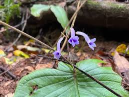 Image result for Streptocarpus sp.nov. aff. S. grandis