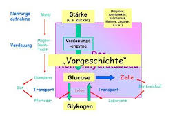 Essigsäure (systematisch ethansäure, lateinisch acidum aceticum) ist eine farblose, ätzende, hygroskopische, brennbare flüssigkeit aus der gruppe der carbonsäuren. Ethansaure Essigsaure Von Maddy Ppt Herunterladen