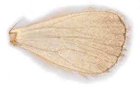 Image result for Aplocera efformata