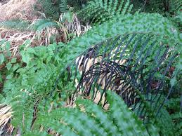 Image result for Blechnum attenuatum