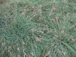 Image result for Themeda triandra