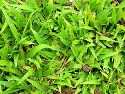 Image result for Axonopus