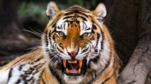 Tatapku sekali terjunku sakti jangan kandangkan takdir kami. Harimau Siberia Vs Beruang Grizzly Siapa Yang Menang Russia Beyond