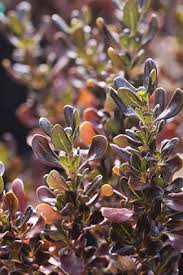 Image result for Coptosperma rhodesiacum