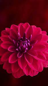 Pink Blur Portrait Dahlia Flower 720x1280 Wallpaper Dahlia Flower Amazing Flowers Flowers
