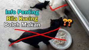 Cara nak merawat kucing cirit birit. Bws4fmwautsjrm