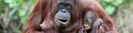 There is an islamic rehab centre in ulu yam?! Sepilok Orangutan Rehabilitation Centre