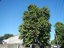 Image result for Diospyros sp. no. 1 sensu FZ