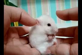 Hamster meme indir, hamster meme videoları 3gp, mp4, flv mp3 gibi indirebilir ve indirmeden izleye ve dinleye bilirsiniz. Best Hamster Meme Gifs Gfycat