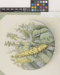 Image result for Crotalaria torrei