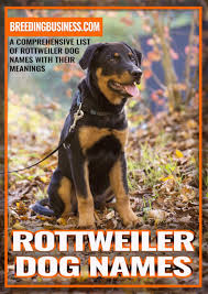 Before that, i looked up every possible female dog name on the internet, from the most popular ones to the unique and cute names. 95 Rottweiler Dog Names Cool Rottie Names For Tough Puppies