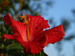 Image result for Hibiscus Red 2016 Vito