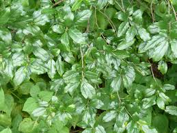 Image result for Rhamnus prinoides