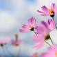 Find Your Balance Through Menopause — Naturally event image