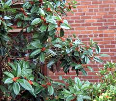 Image result for Leiothylax drummondii