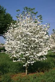 Click on identify and then select the image that looks most like the plant you are trying to identify. Google Image Result For Http Mygarden Iviehost Com Images White Flowering Dog Dogwood Landscape Garden And Yard
