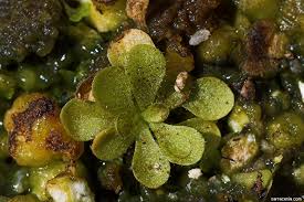 Image result for Genlisea africana