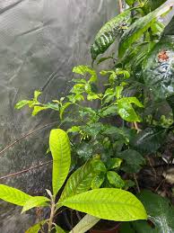 Image result for Tabernanthe