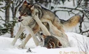 The most common type of wolf is the gray wolf, or timber wolf. Norway Wants To Kill Most Of Its Wolves Again Friends Of The Earth Europe