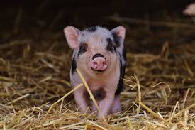 Free for commercial use no attribution required high quality images. Let S Talk About The Pigs Thearticle