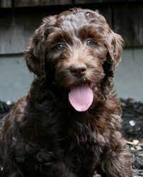 A hair coated labradoodle is often only the result in a first generation litter. People Pay To Have Wavy Hair Like I Got Labradoodle Dogs Labradoodle Labradoodle Puppy