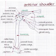 How To Self Diagnose Your Shoulder Pain Breaking Muscle