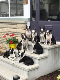 Three hundred and fifty dollars. Bossy Bostons Boston Terrier Breeders In The Midwest Boston Terrier Puppies In Northern Indiana