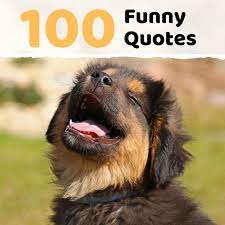 100 Funny Sayings Quotes And Phrases Holidappy