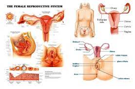 Picture Diagram Of Female Reproductive System Koibana Info Female Reproductive System Female Reproductive System Anatomy Reproductive System