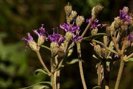 Image result for Ageratinastrum