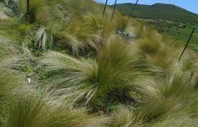 Image result for Andropogon amethystinus