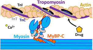 1917) kunio maekawa, japoński architekt (ur. Actin Binding Compounds Previously Discovered By Fret Based High Throughput Screening Differentially Affect Skeletal And Cardiac Muscle Journal Of Biological Chemistry