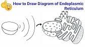 Do you remember what each is called? How To Draw Endoplasmic Reticulum How To Draw Endoplasmic Reticulum Diagram Youtube
