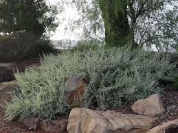 Image result for Rhagodia