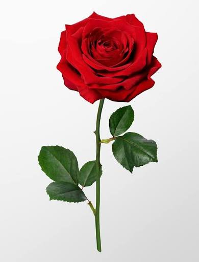 Rose Red Images | Free HD Backgrounds, PNGs, Vector Graphics, Illustrations  & Templates - rawpixel
