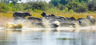 Check spelling or type a new query. Moremi Game Reserve Botswana Reisen Safaris Informationen
