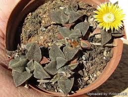 Image result for Nananthus