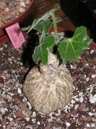 Image result for Kedrostis leloja