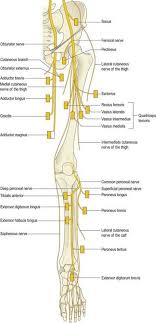 The cutaneous nerves of the extremities are blocked by injection of local anesthetic in the subcutaneous layers above the muscle fascia. Lumbar Plexus And Sacral Plexus Clinical Gate