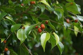 Check spelling or type a new query. Ficus Benjamina Fruit 1 Ficus Benjamina Ficus Fruit