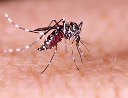 Female anopheles mosquitoes pick up the parasite from infected people when they bite to obtain blood needed to nurture their eggs. Lancaster University To Help Control The Spread Of Invasive Malaria Mosquito