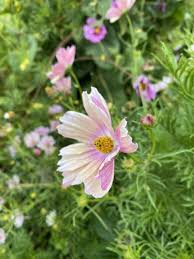 New Plants 7 New Flowers You Ll Be Able To Grow In 2021